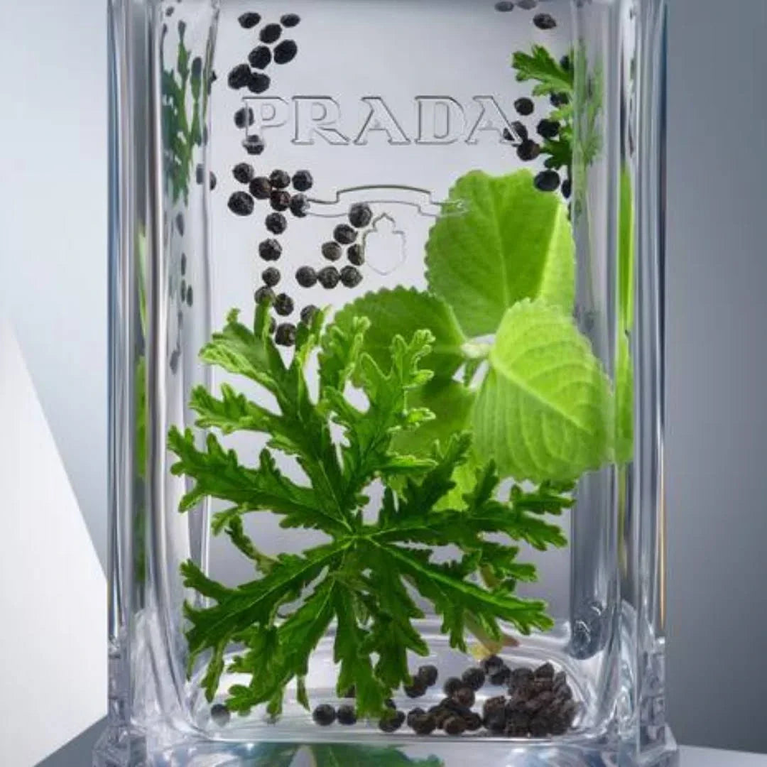 Clear glass container with green leaves and black seeds, featuring Prada branding.