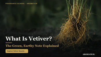 Vetiver roots in soil — the green, earthy fragrance note explained by Aromatick