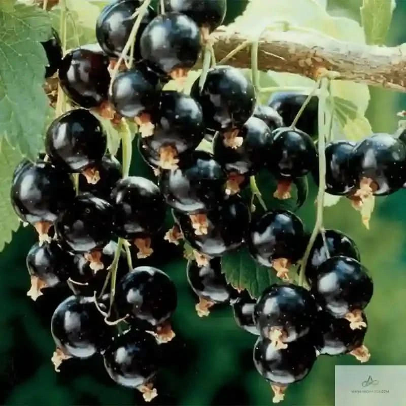 Moonlight by Ariana Grande Ariana Grande