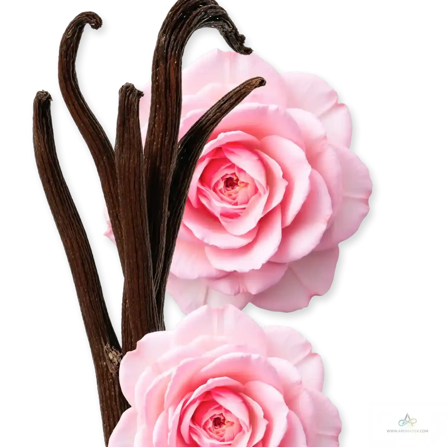 Pink roses and vanilla pods symbolizing the key notes of PDM Delina Exclusif EDP, a sensual floral oriental perfume for women.
