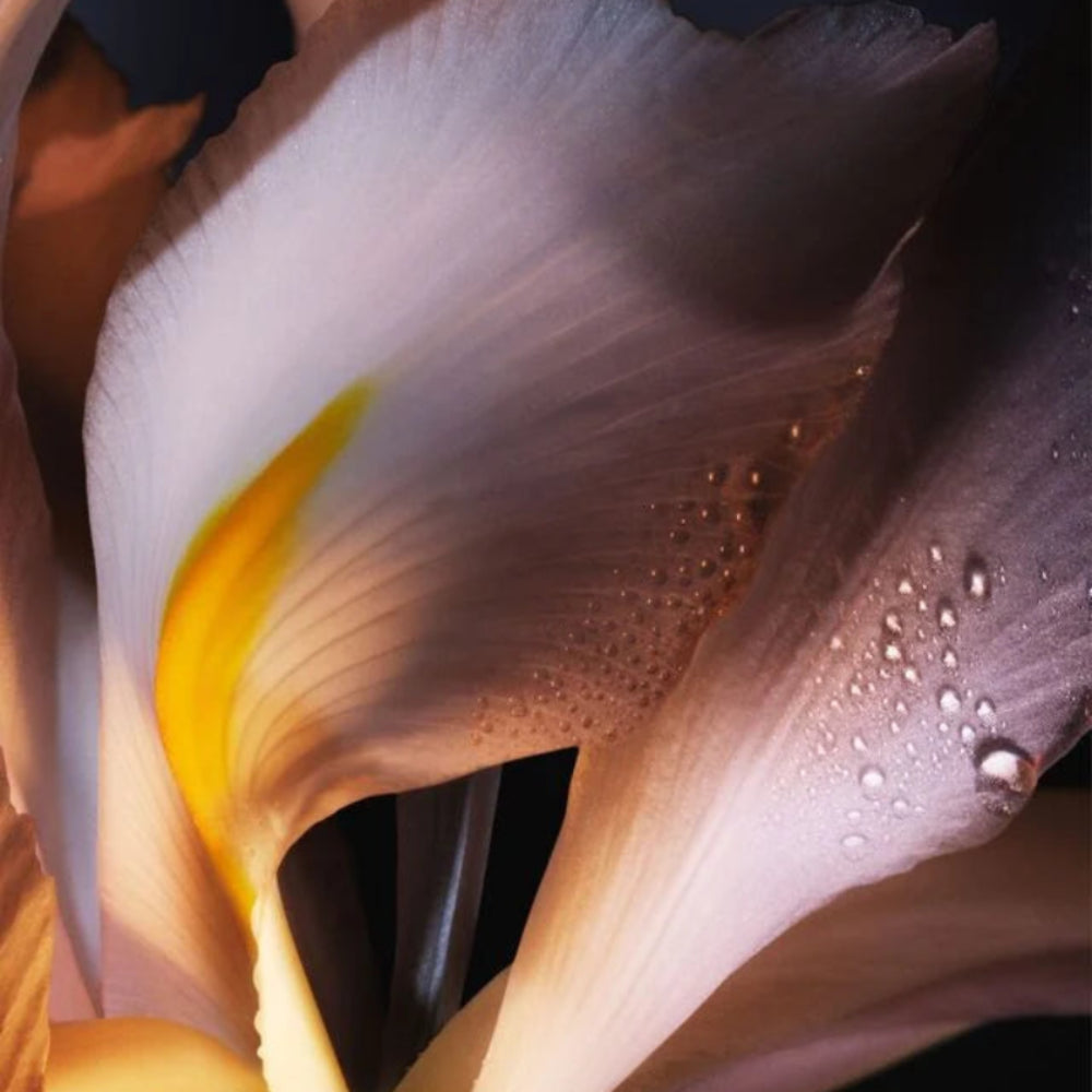 Close-up of a tulip with water droplets on its petals against a dark background
