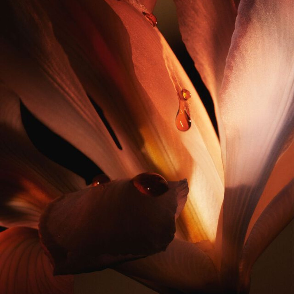 Close-up of a flower with water droplets on its petals