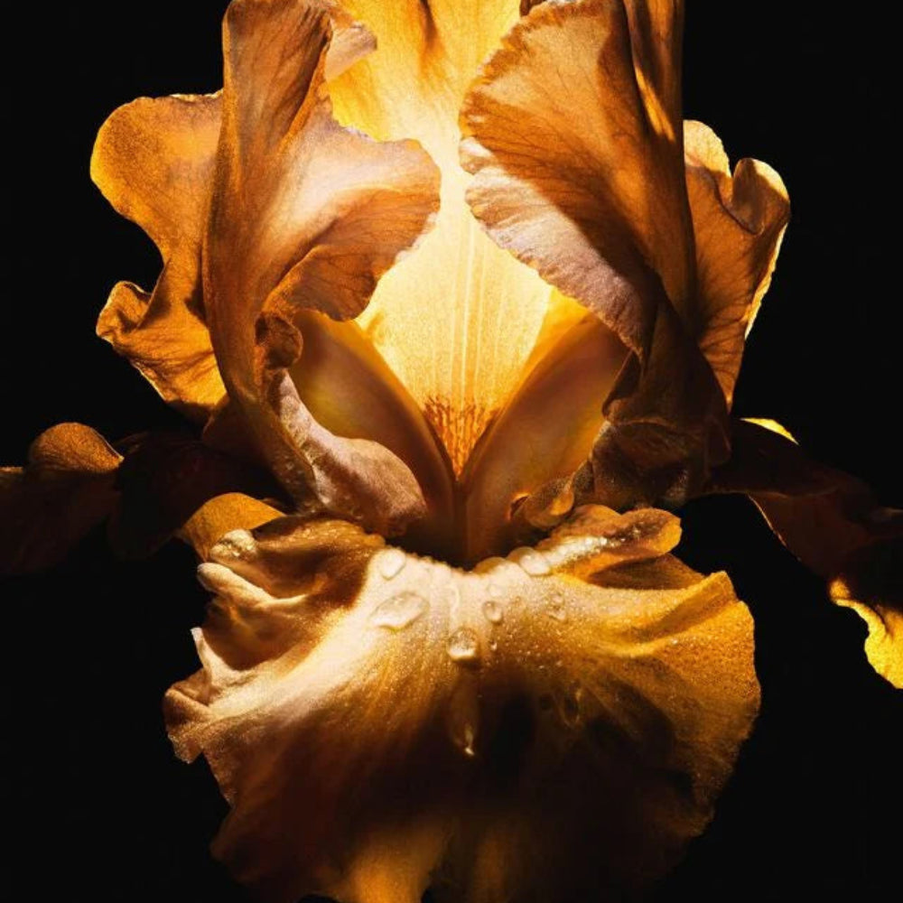 Close-up of a brown iris flower with a dark background