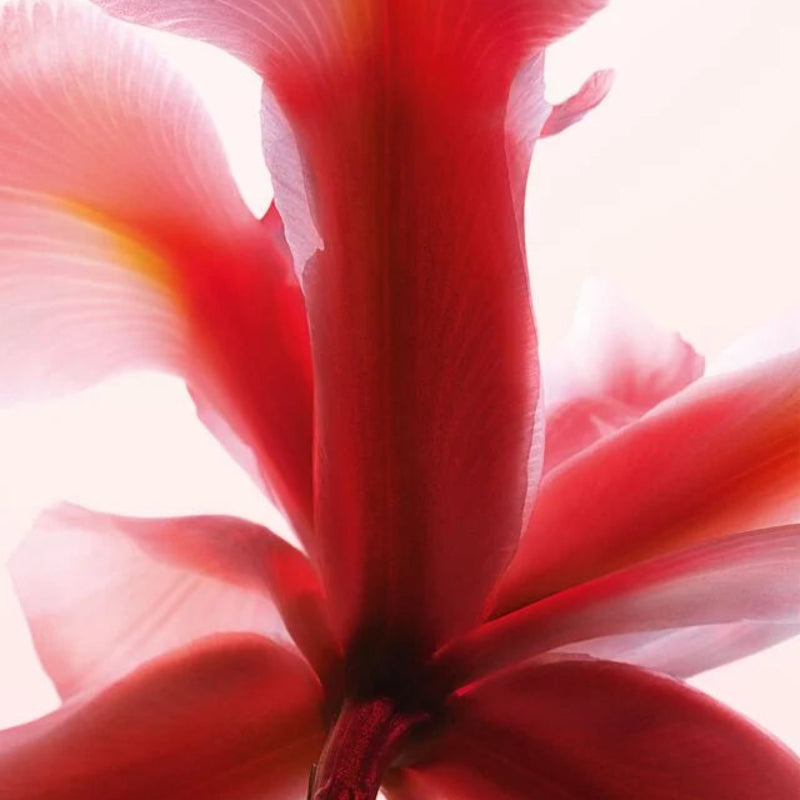 Close-up of a red flower with a blurred background